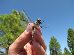 Libellula quadrimaculata