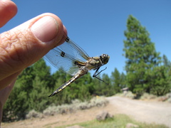 Libellula quadrimaculata