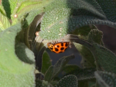 Harmonia conformis