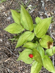 Prosartes trachycarpa