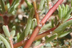 Portulaca halimoides