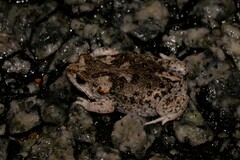 Pseudophryne guentheri