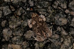 Pseudophryne guentheri