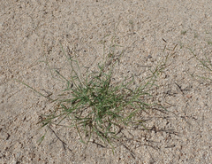 Bouteloua barbata barbata