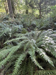 Polystichum