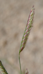 Bouteloua barbata barbata