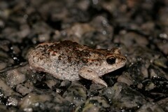 Pseudophryne guentheri
