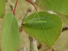 Chrysopa