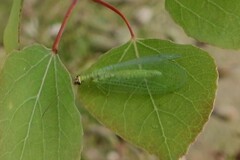 Chrysopa