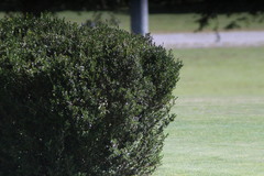 Buxus sempervirens