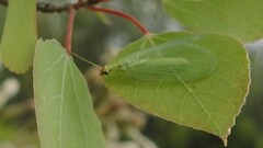 Chrysopa
