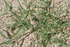 Bouteloua barbata barbata