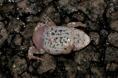 Pseudophryne guentheri