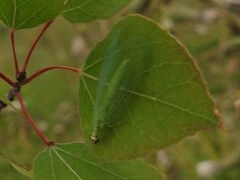 Chrysopa