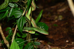 Trimeresurus popeiorum