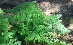 Pteridium aquilinum pubescens