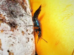 Philonthus caeruleipennis