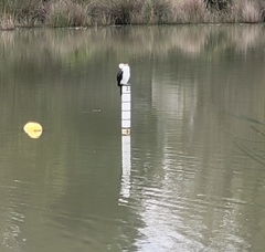 Microcarbo melanoleucos