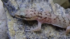 Hemidactylus robustus