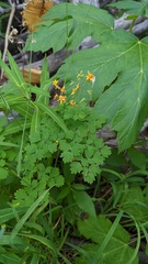 Puccinia