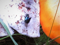 Philonthus caeruleipennis