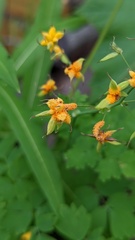 Puccinia