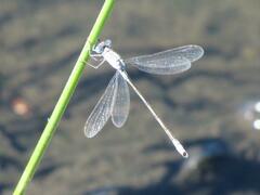 Lestes unguiculatus