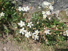 Sibbaldiopsis tridentata