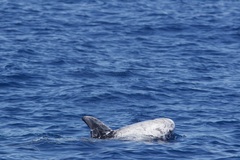 Grampus griseus