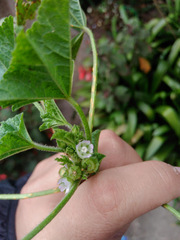 Malva parviflora
