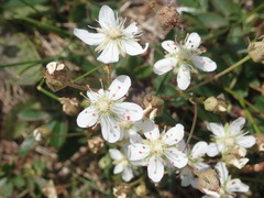 Sibbaldiopsis tridentata