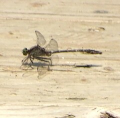 Dromogomphus spinosus