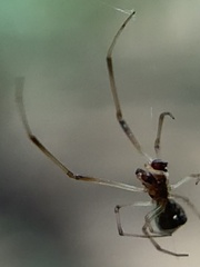 Argyrodes elevatus