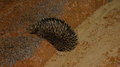 Tachyglossus aculeatus