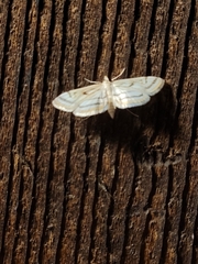 Parapoynx badiusalis