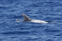 Grampus griseus