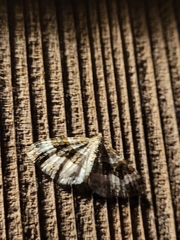 Epirrhoe alternata