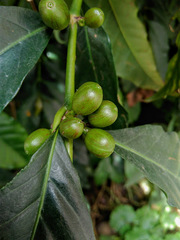 Coffea arabica