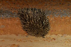 Tachyglossus aculeatus