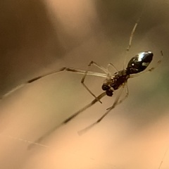 Argyrodes elevatus