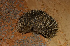 Tachyglossus aculeatus
