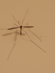 Tipula furca