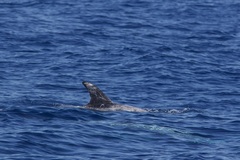 Grampus griseus