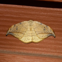 Drepana arcuata