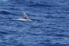 Grampus griseus