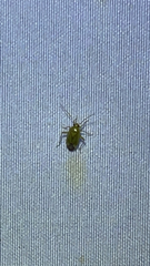 Taylorilygus apicalis