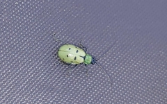 Diabrotica decempunctata