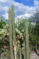 Lemaireocereus hollianus