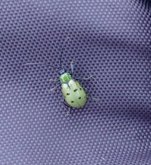 Diabrotica decempunctata