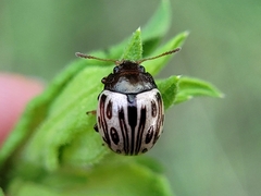 Zygogramma heterothecae